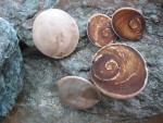 MUREX RAMOSUS OPERCULE
